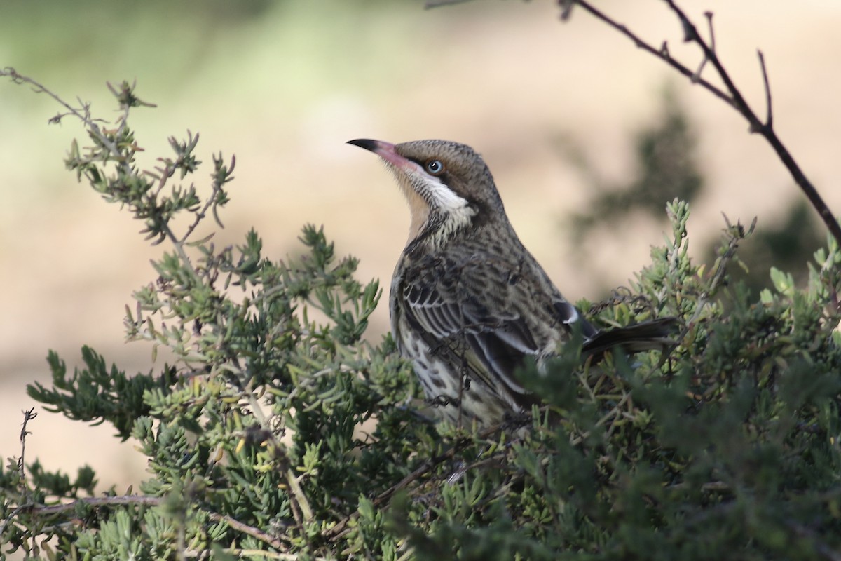 Spiny-cheeked Honeyeater - Gil Ewing