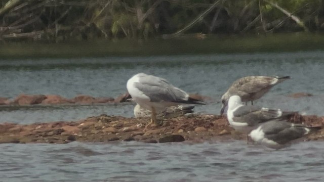 Yellow-legged Gull - ML463294421