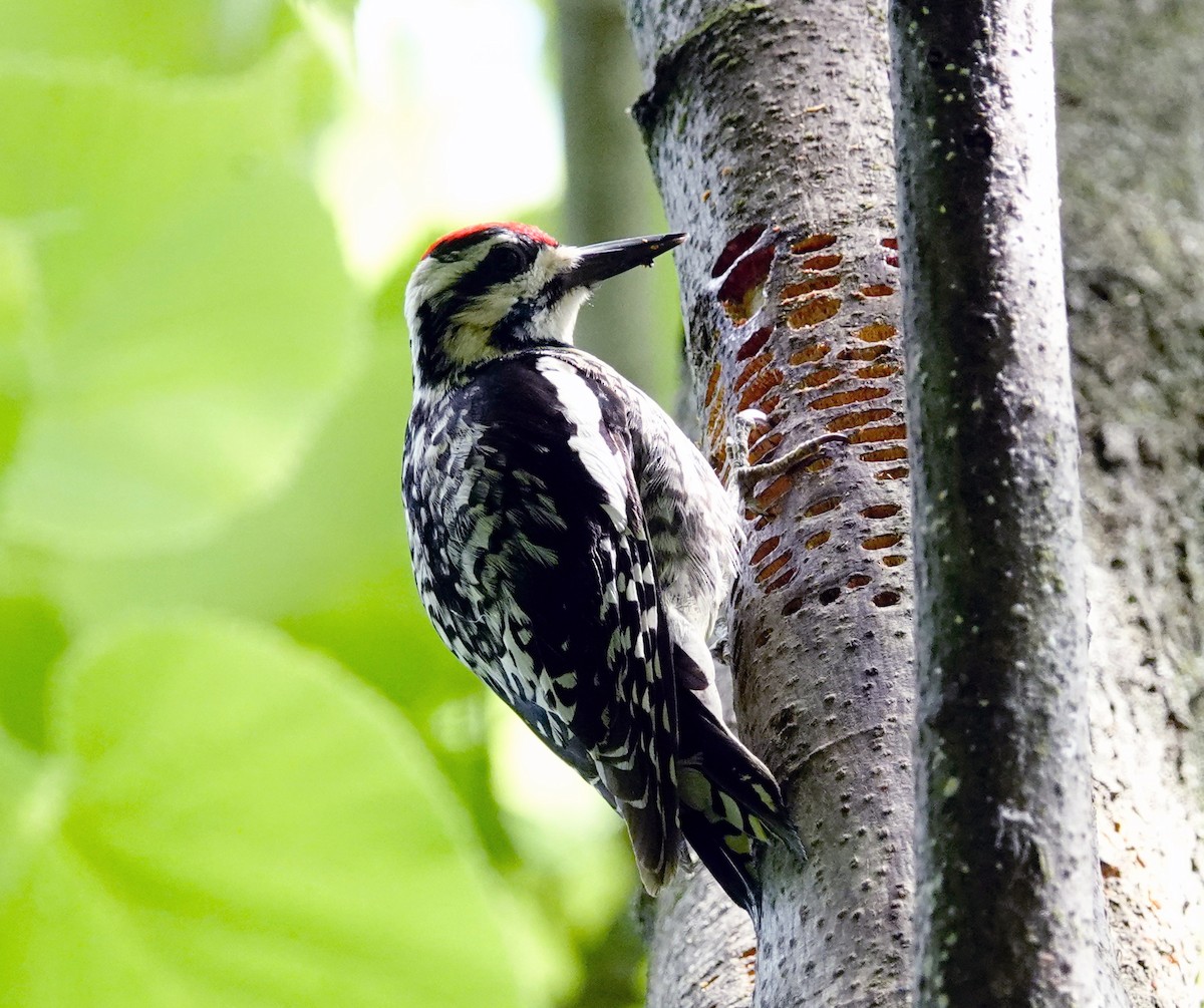 Yellow-bellied Sapsucker - ML463294451