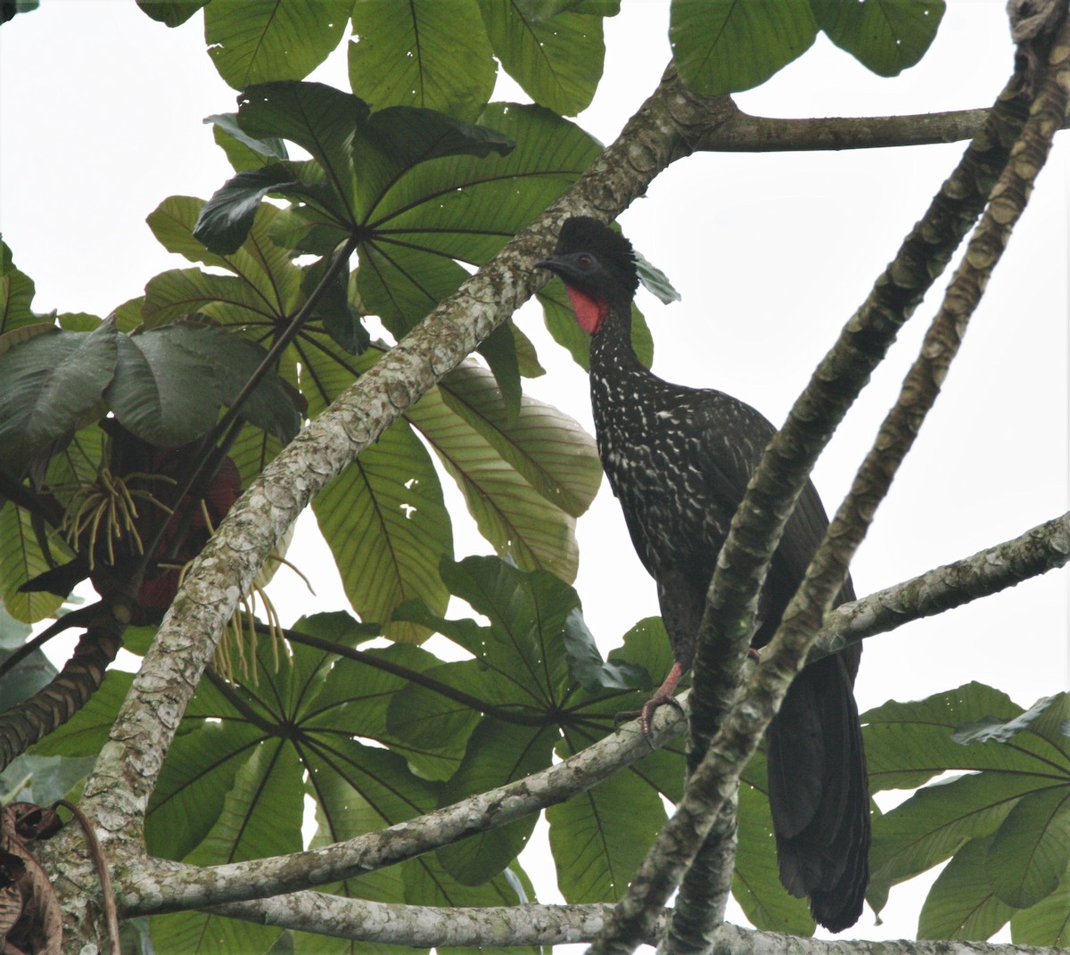 Crested Guan - ML463295091