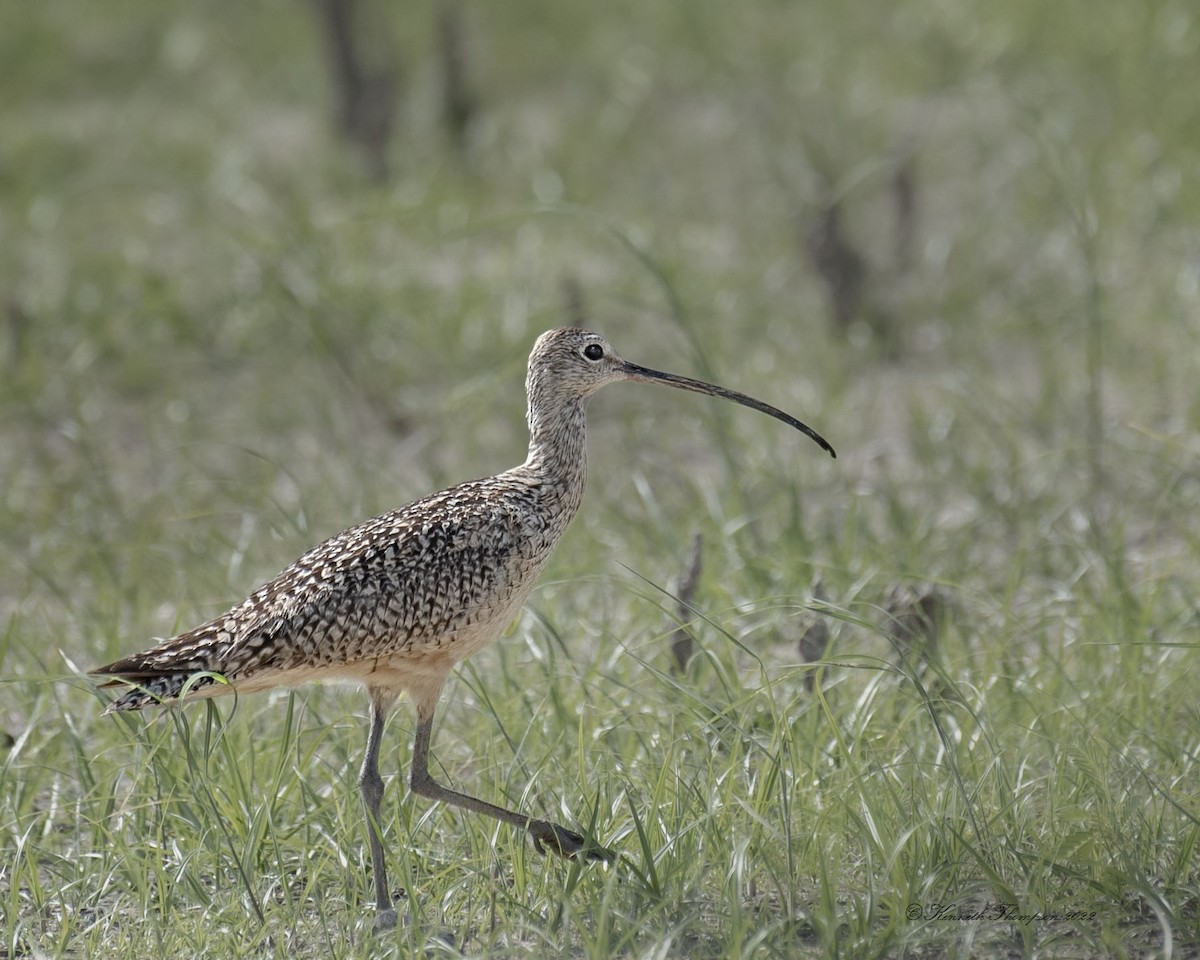 Long-billed Curlew - ML463296641