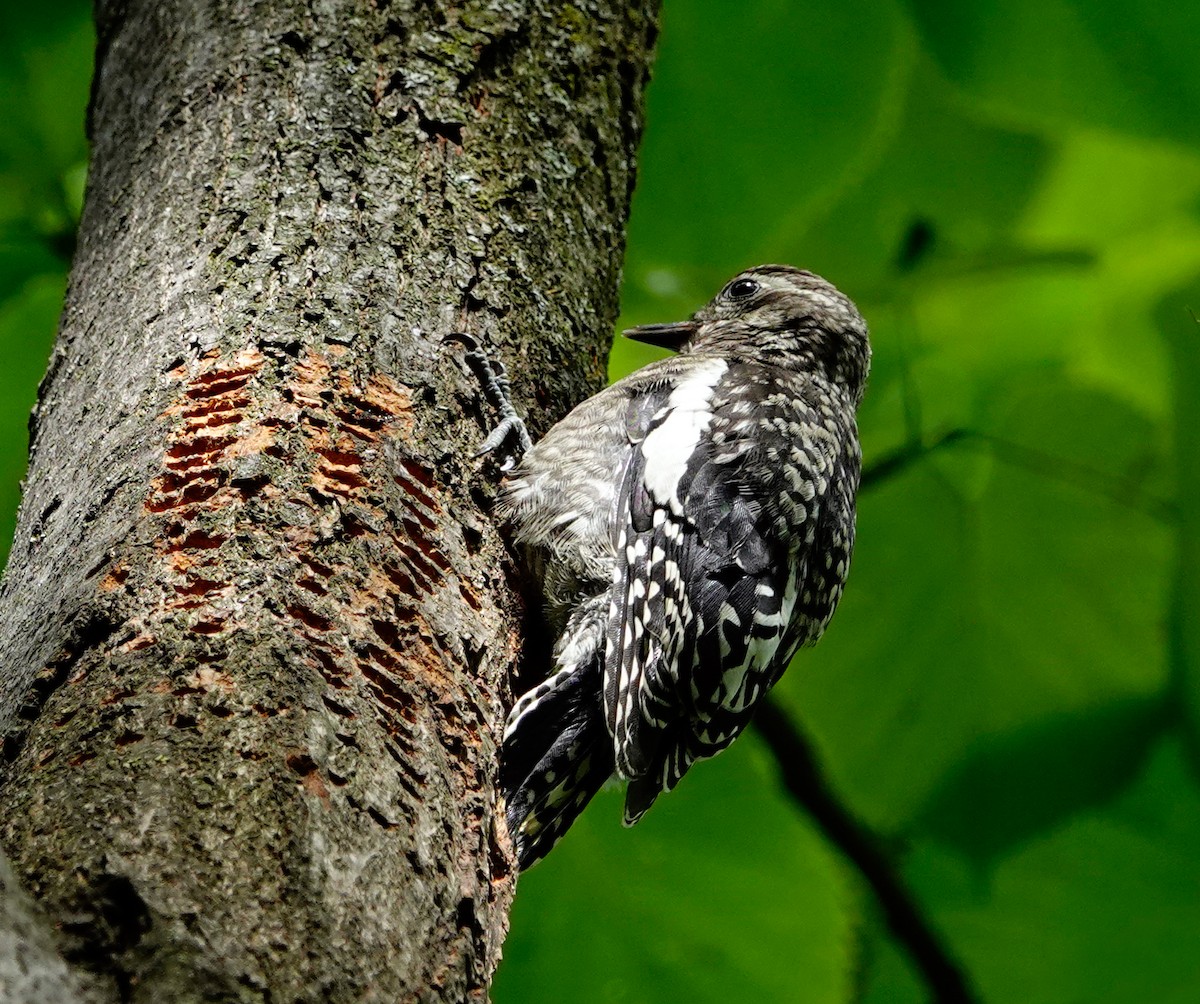 Yellow-bellied Sapsucker - ML463296931
