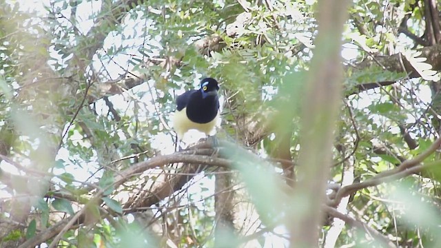 plysjskrike - ML463297631