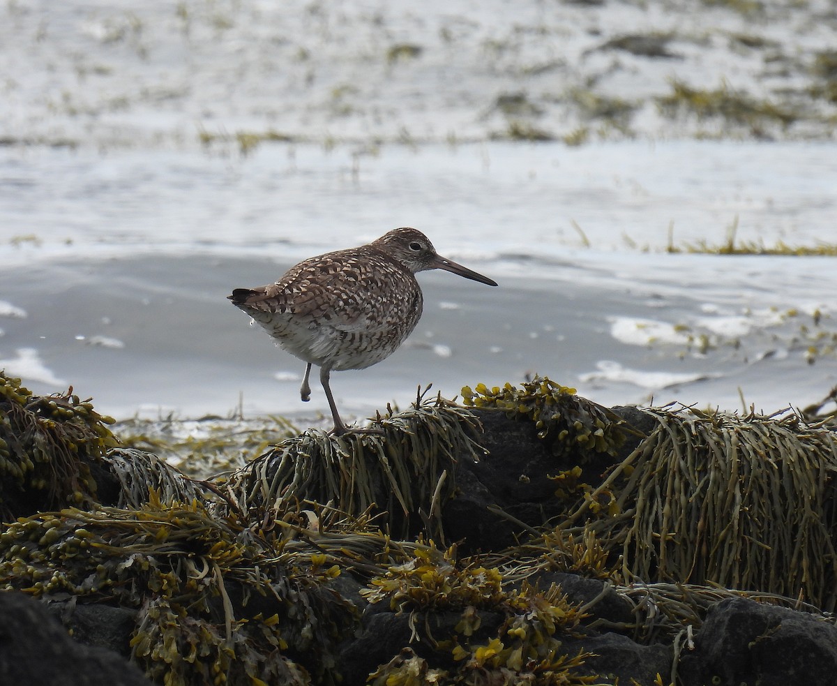 Willet (Eastern) - ML463298061