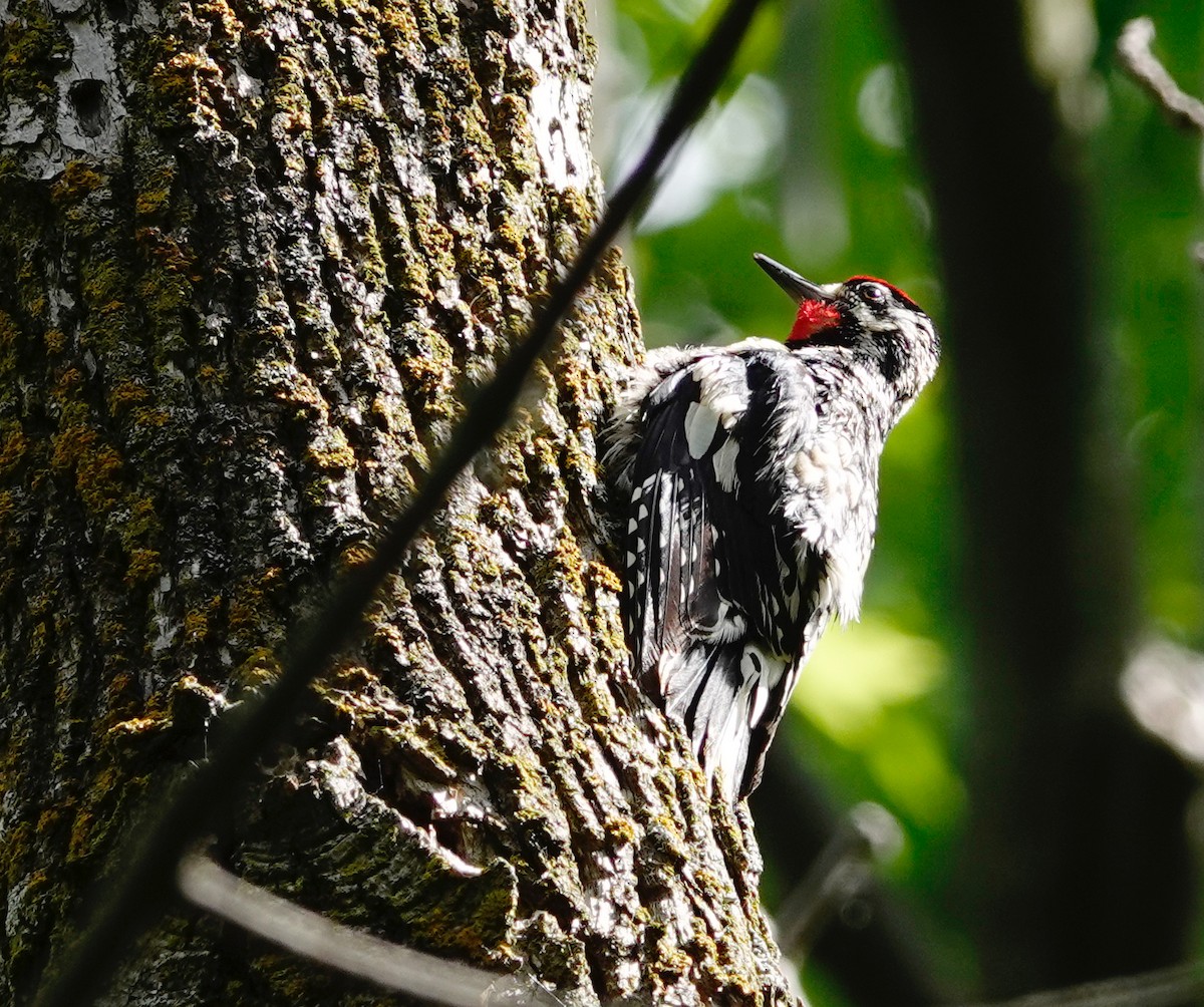 Yellow-bellied Sapsucker - ML463298111