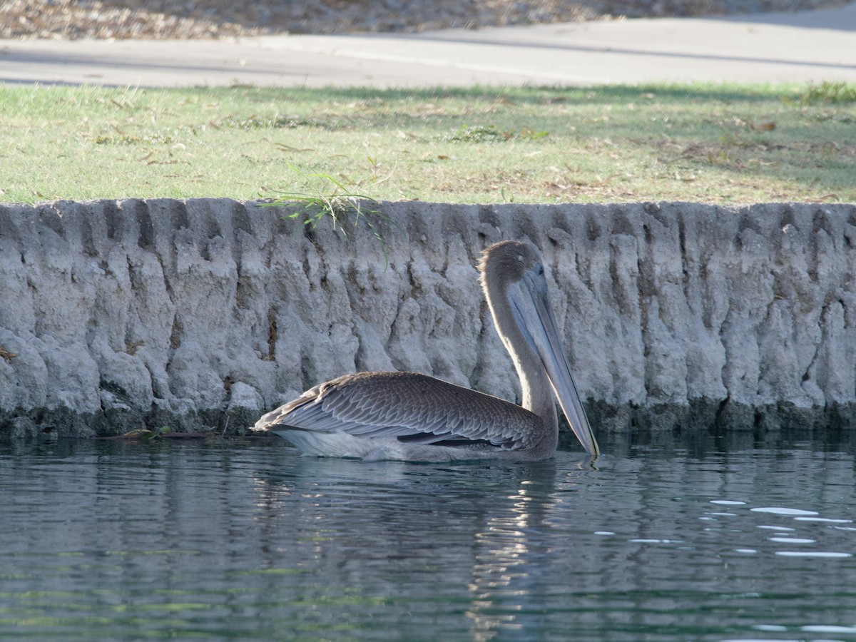 Brown Pelican - ML463299241