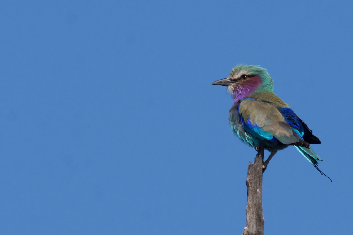 Lilac-breasted Roller - ML463299611