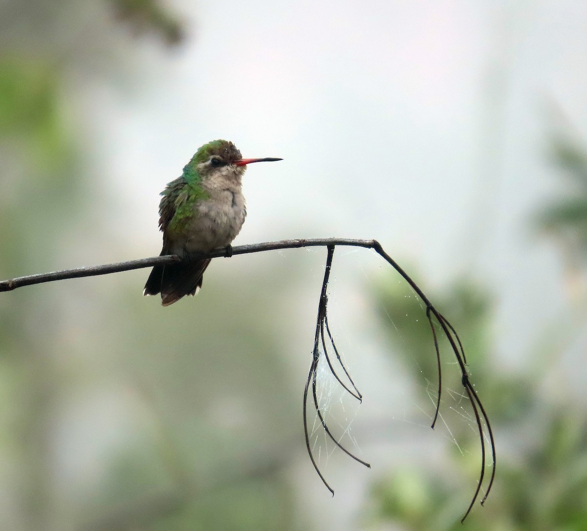 Glittering-bellied Emerald - ML463299741