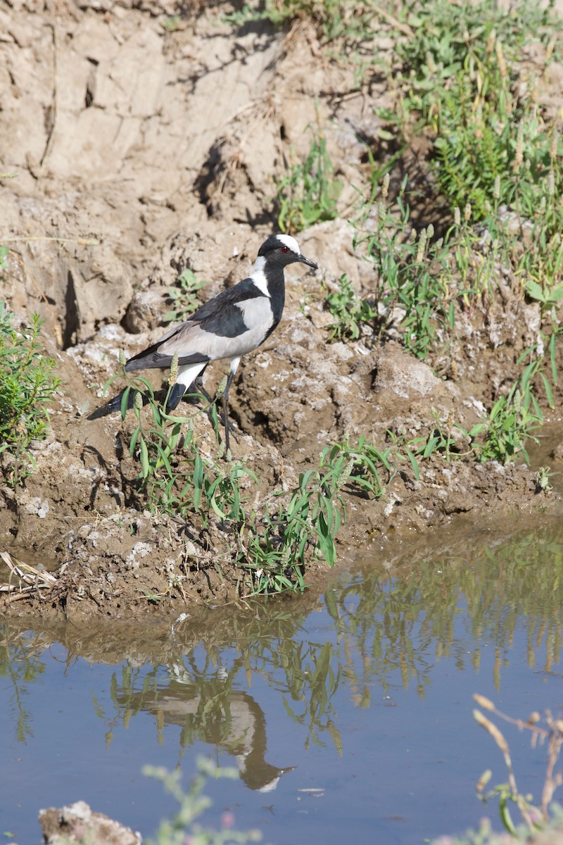 סיקסק הנפח - ML463299801