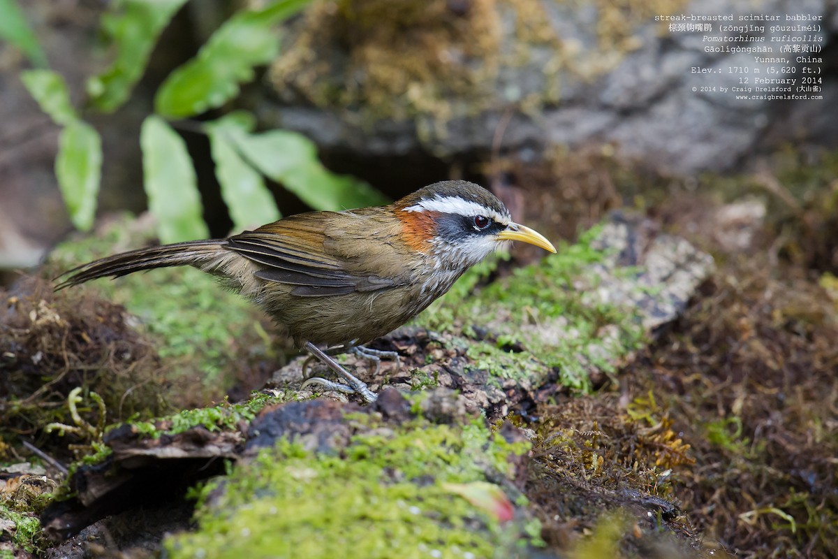 Streak-breasted Scimitar-Babbler - Craig Brelsford