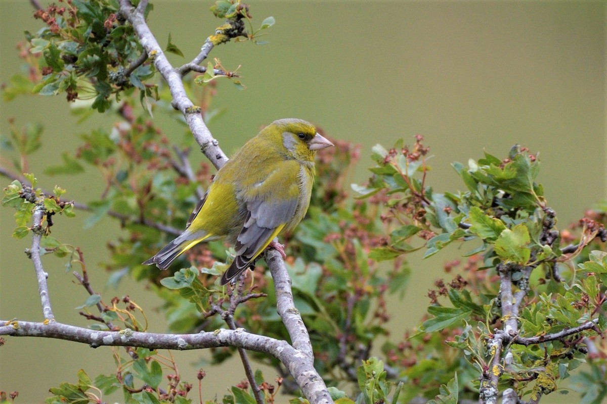 European Greenfinch - ML463300031