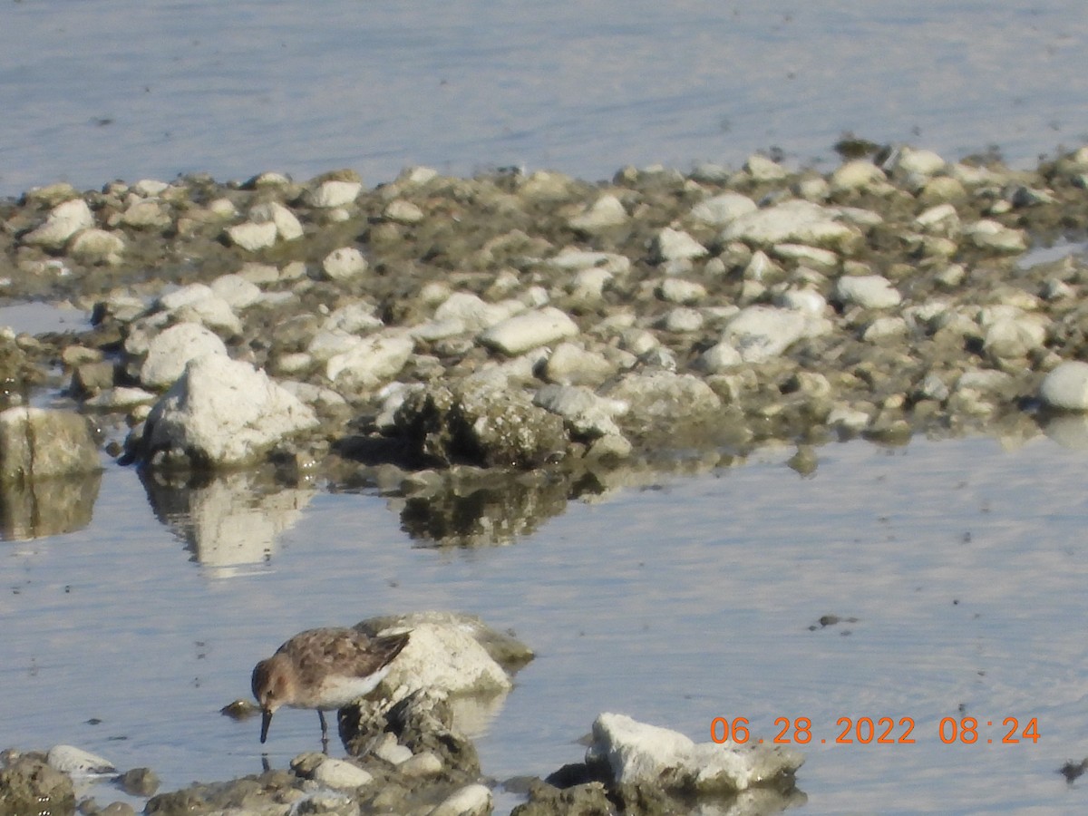 Semipalmated Sandpiper - Corey Jensen