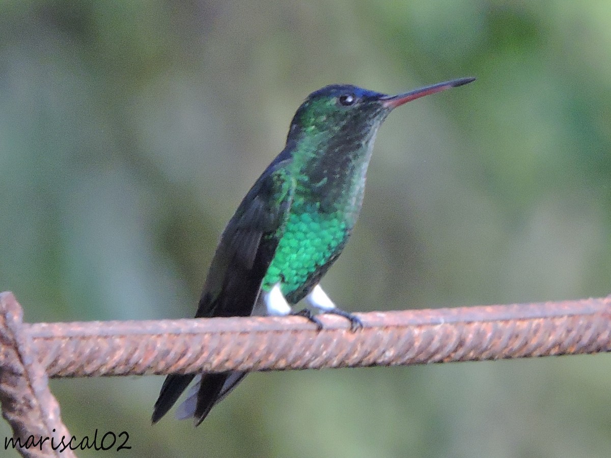 Indigo-capped Hummingbird - Mario Gómez