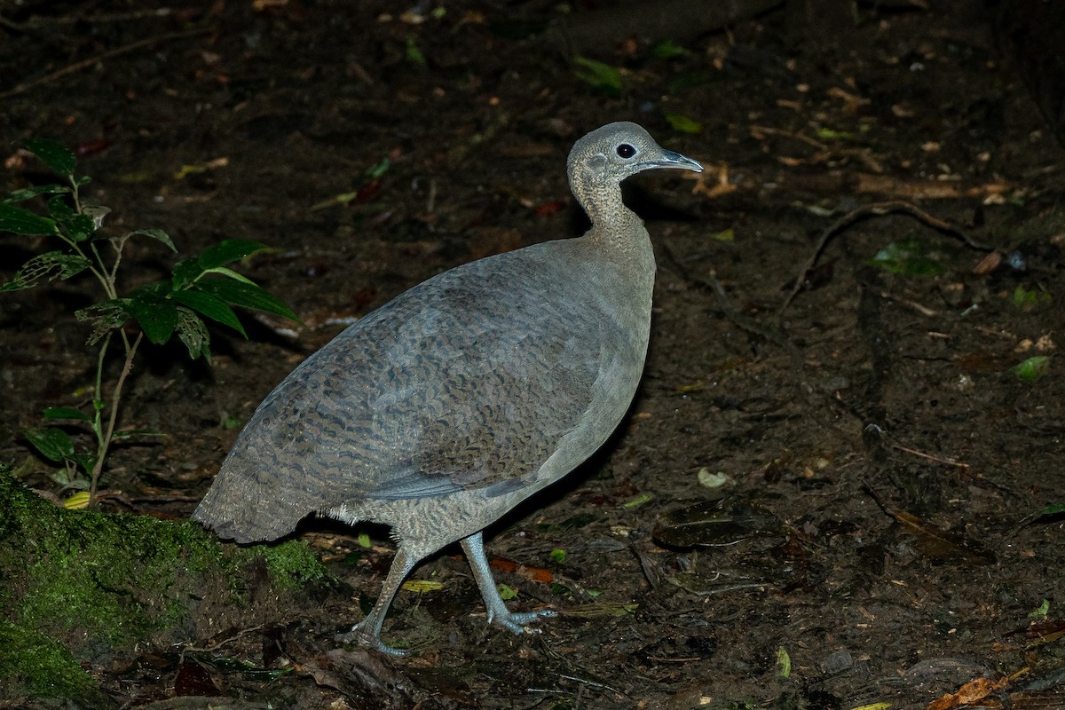 Solitary Tinamou - ML463300841