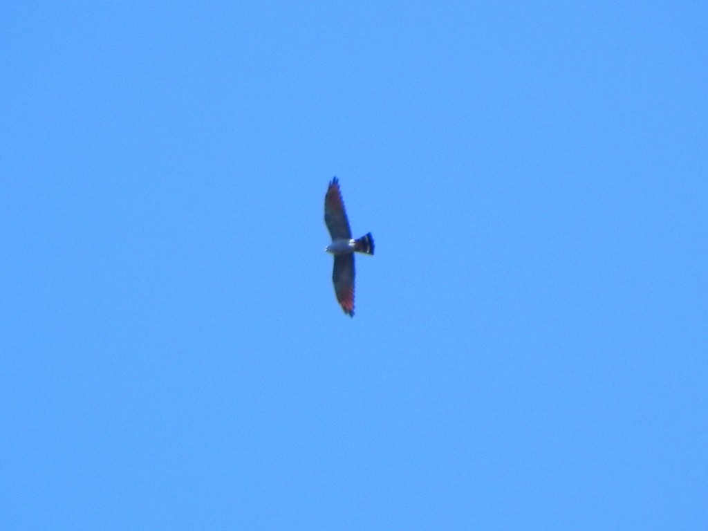 Plumbeous Kite - ML46330101