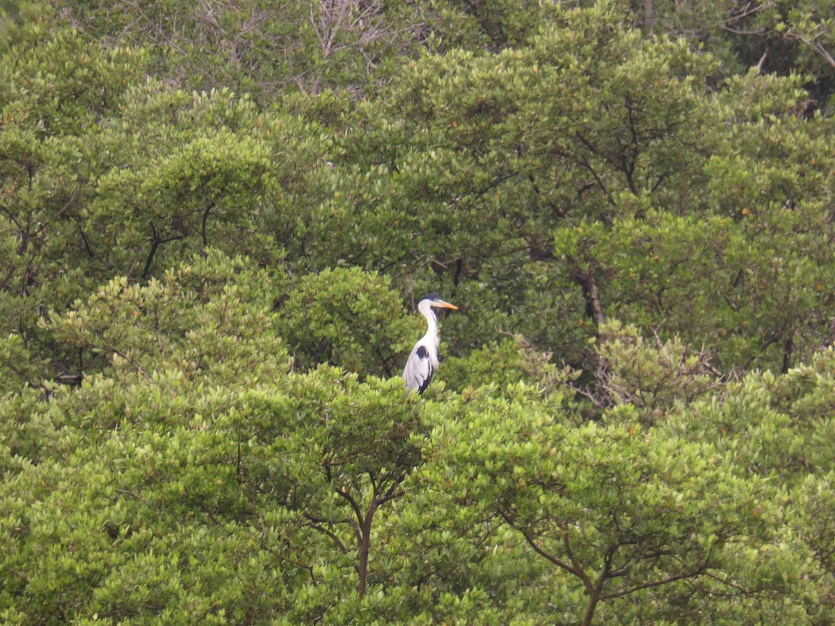 Garza Cuca - ML463302831