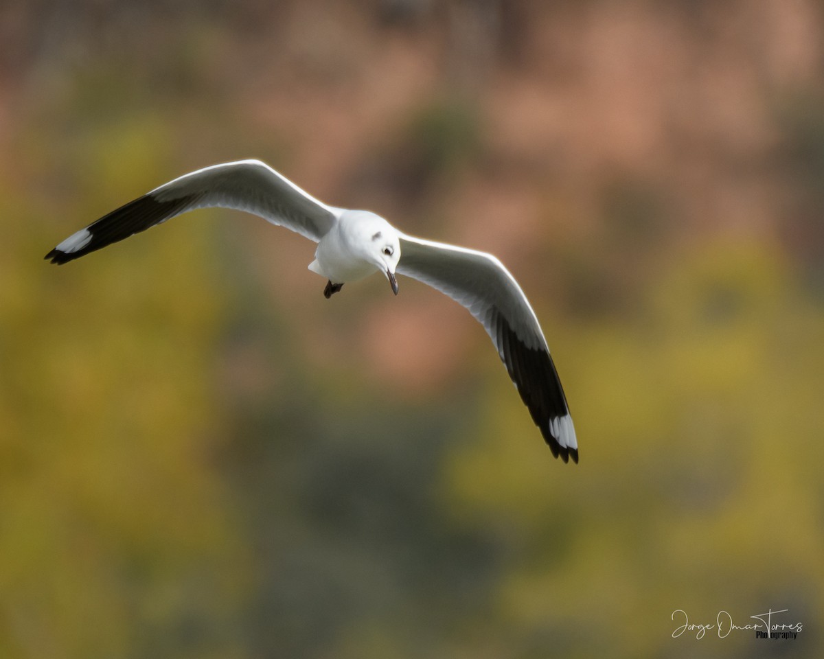 Andean Gull - Jorge Omar Torres