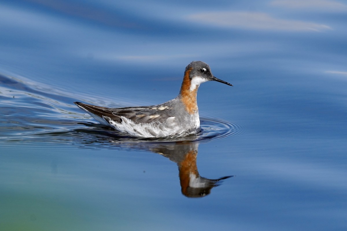 Red-necked Phalarope - Daniel Winzeler