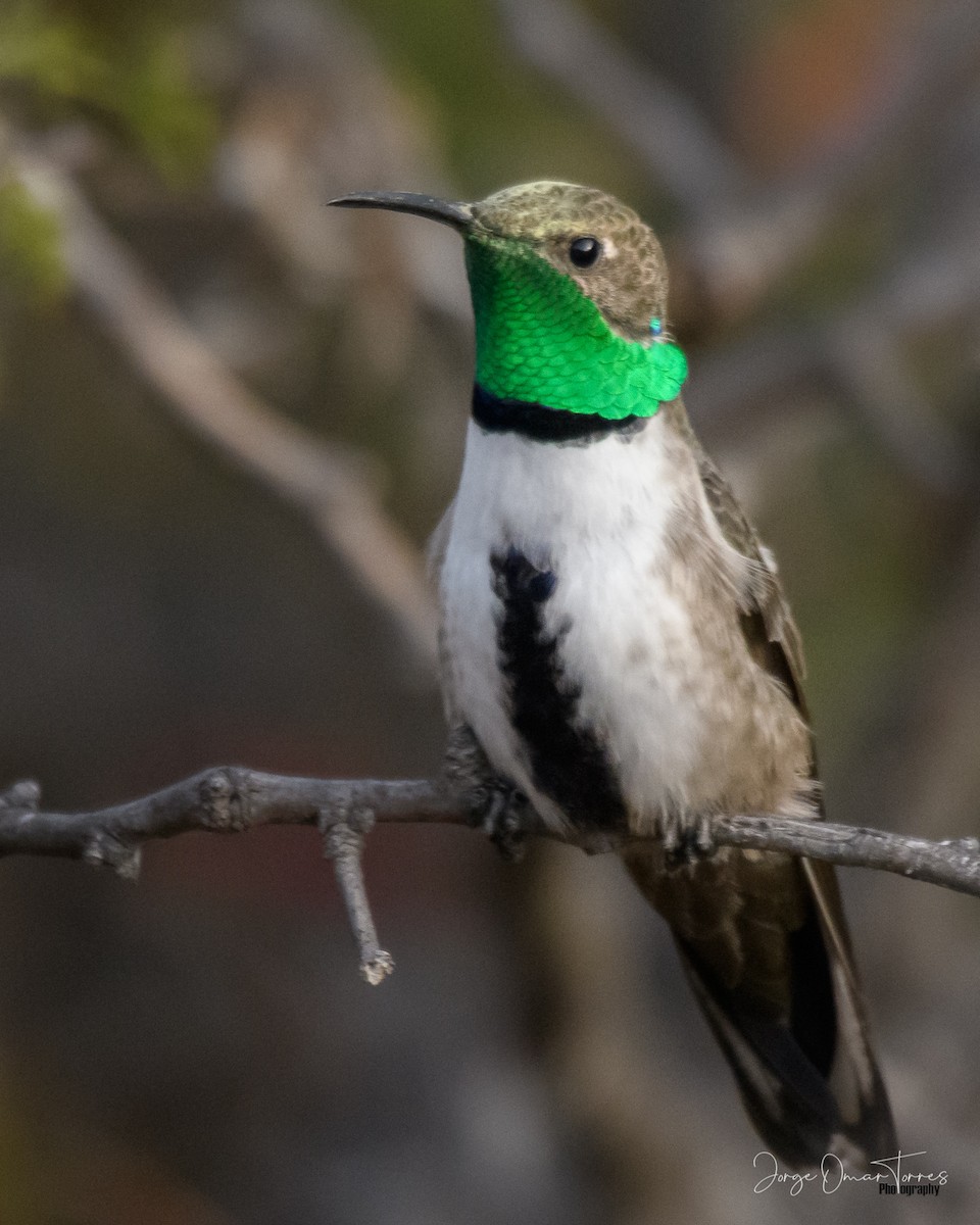 Colibri à flancs blancs - ML463304021