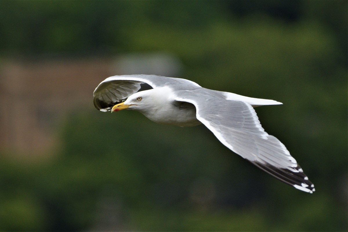 Goéland argenté (argentatus/argenteus) - ML463304921