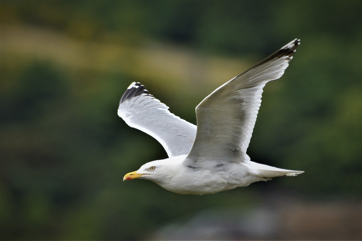 Goéland argenté (argentatus/argenteus) - ML463304931