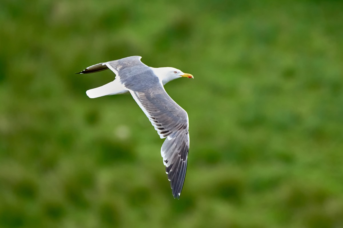 Lesser Black-backed Gull (graellsii) - ML463305711