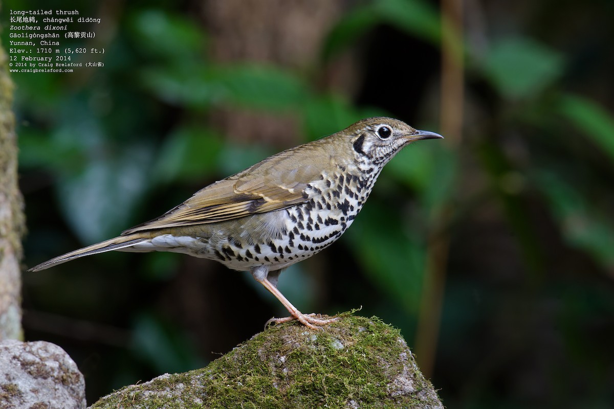 Long-tailed Thrush - Craig Brelsford