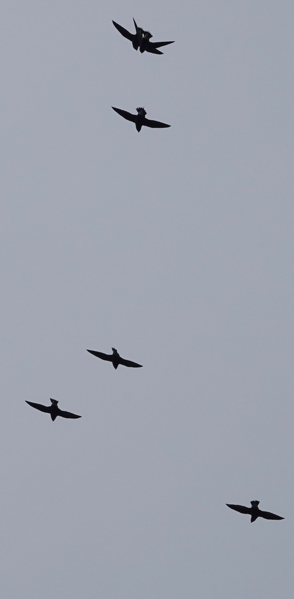 Brown-backed Needletail - ML463307951