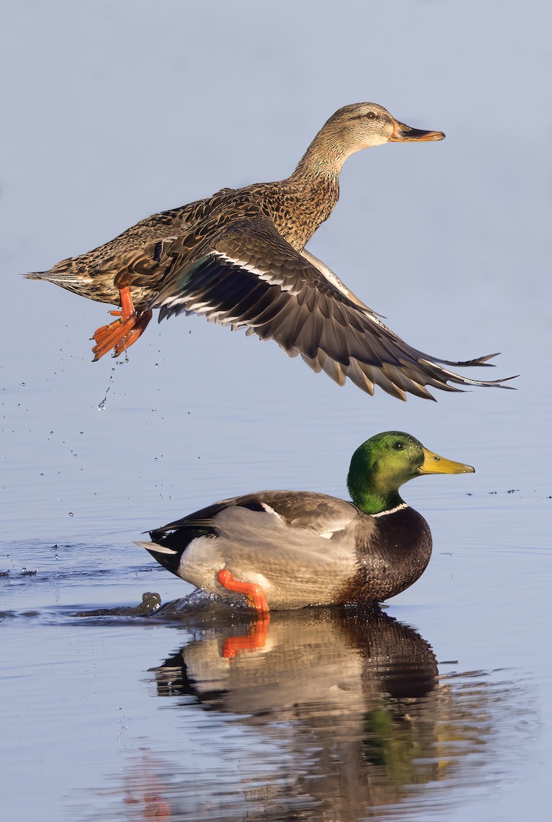 Mallard - Mark Chappell