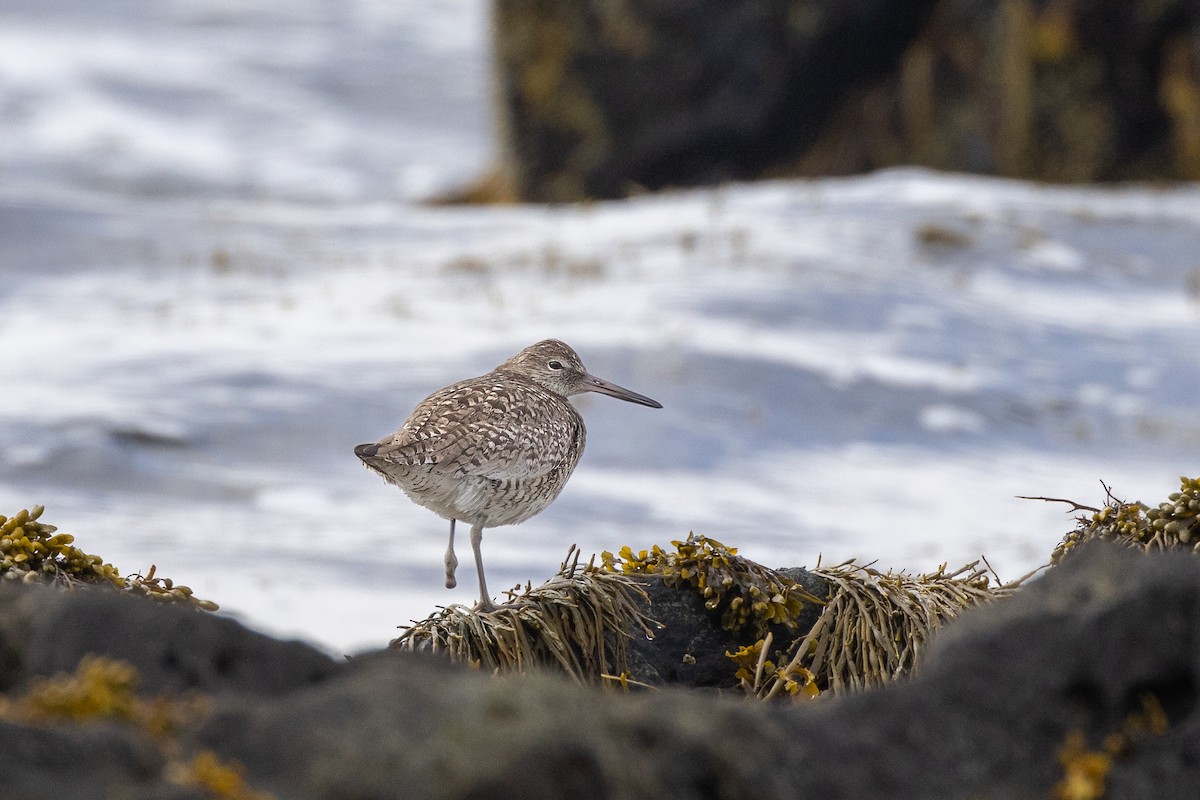 Willet (Eastern) - ML463308961