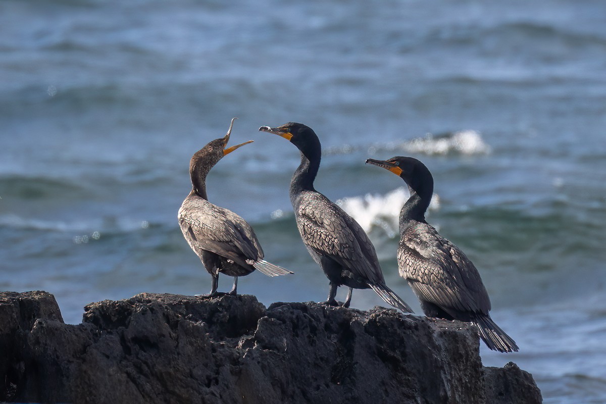 Double-crested Cormorant - ML463309041