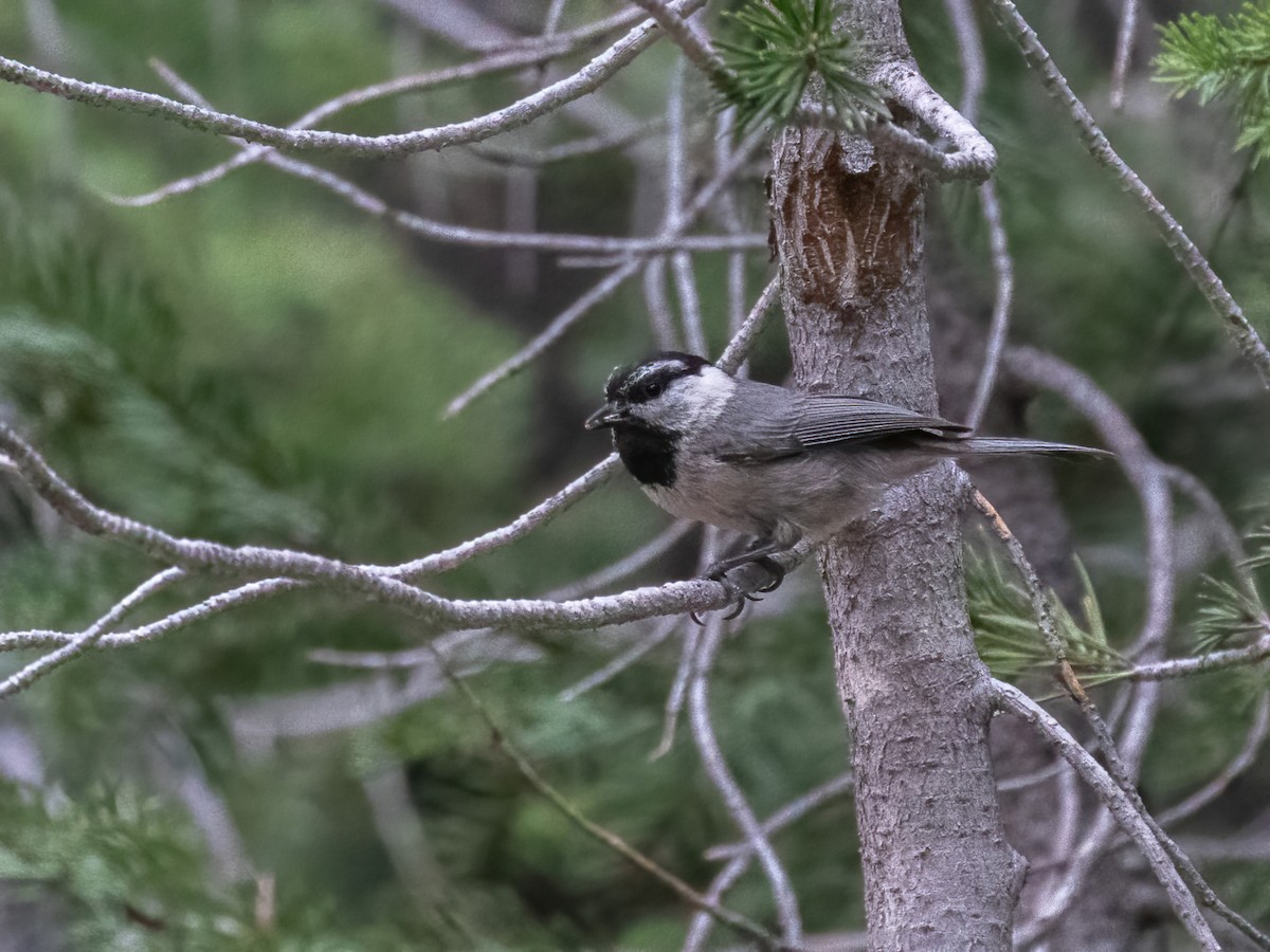 Mountain Chickadee - ML463309701