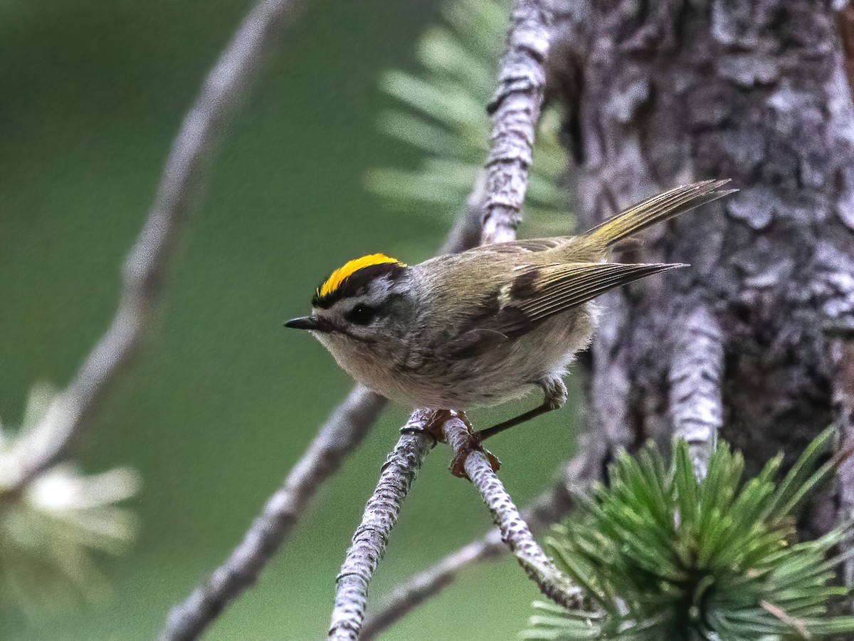 Golden-crowned Kinglet - ML463309801