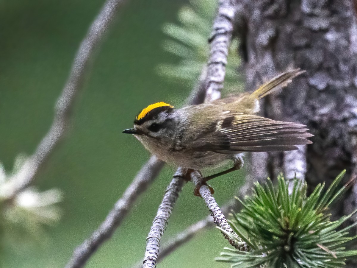 Golden-crowned Kinglet - ML463309831