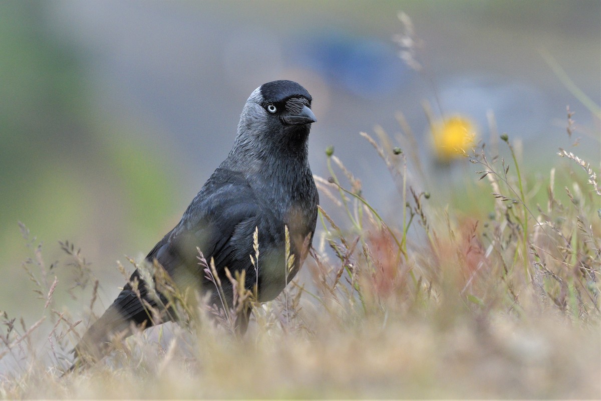 Eurasian Jackdaw - ML463311301