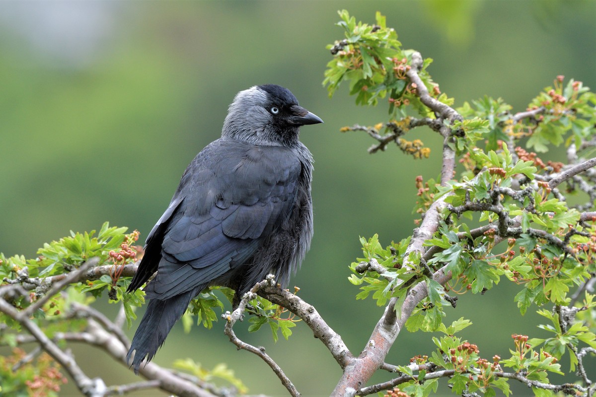 Eurasian Jackdaw - ML463311351