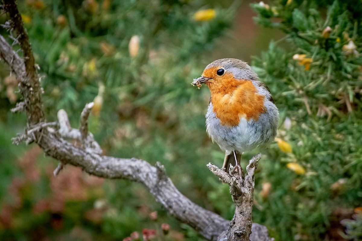 European Robin - ML463311791