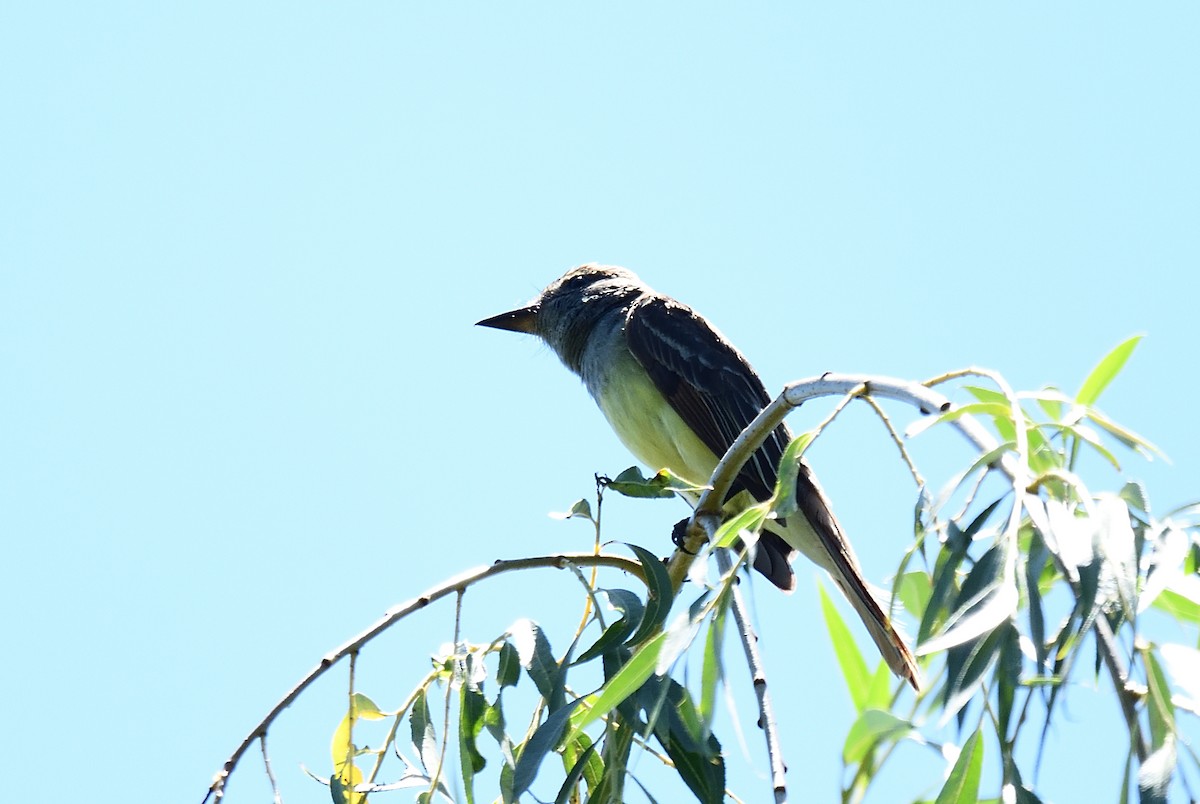 Great Crested Flycatcher - ML463311901