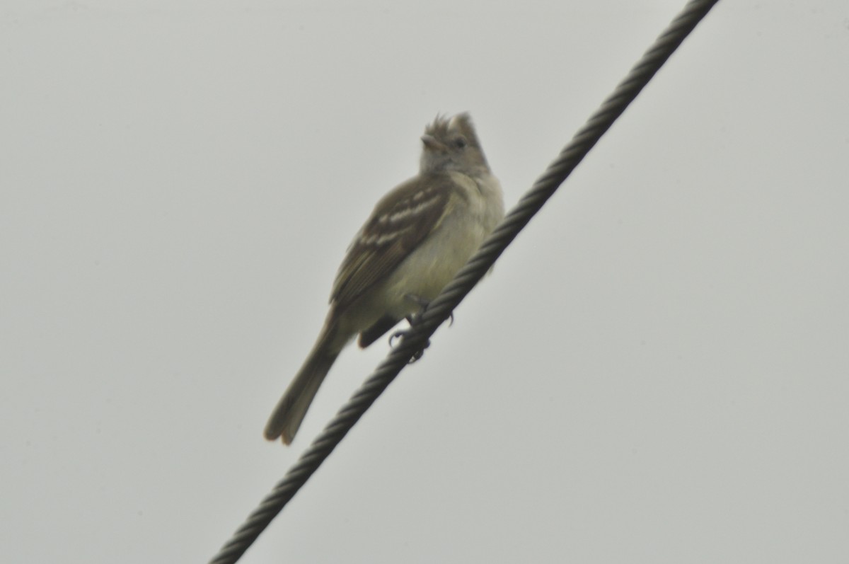 Plain-crested Elaenia - ML463312601