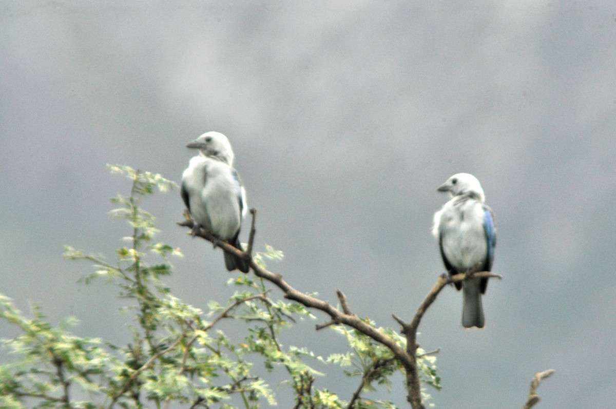 Blue-gray Tanager - ML463312741