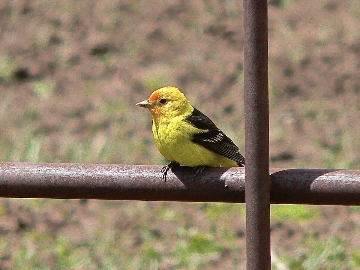 Western Tanager - Chris Burris