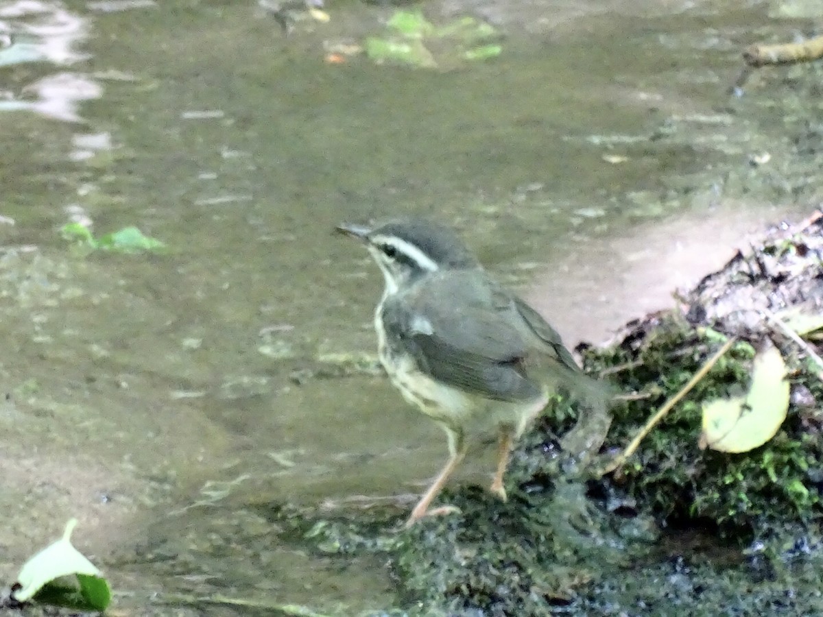 Louisiana Waterthrush - Annie Downing