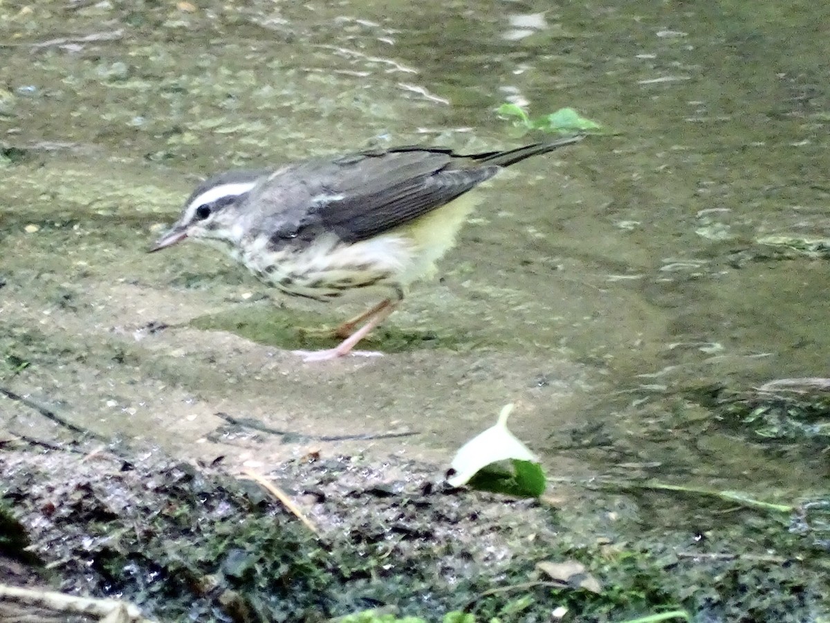 Louisiana Waterthrush - ML463314731