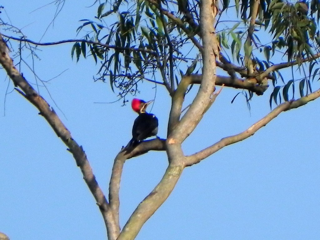 Lineated Woodpecker - Helbert Noventa