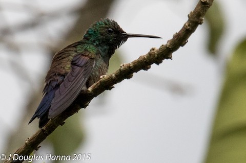 Blue-tailed Hummingbird - ML463315451