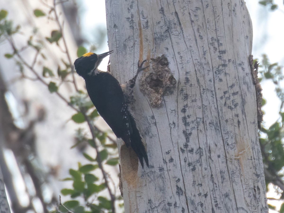 Black-backed Woodpecker - ML463315791