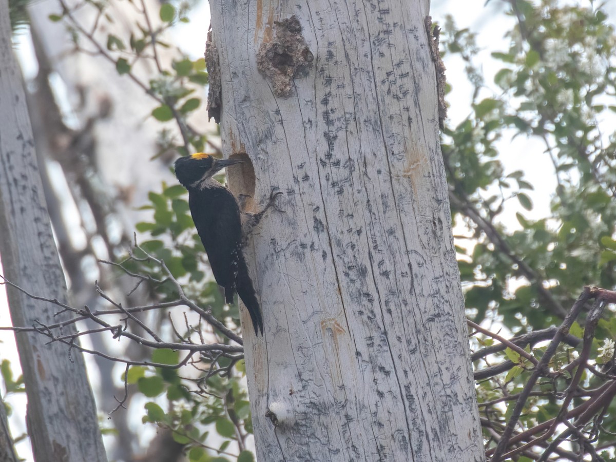 Black-backed Woodpecker - ML463315811