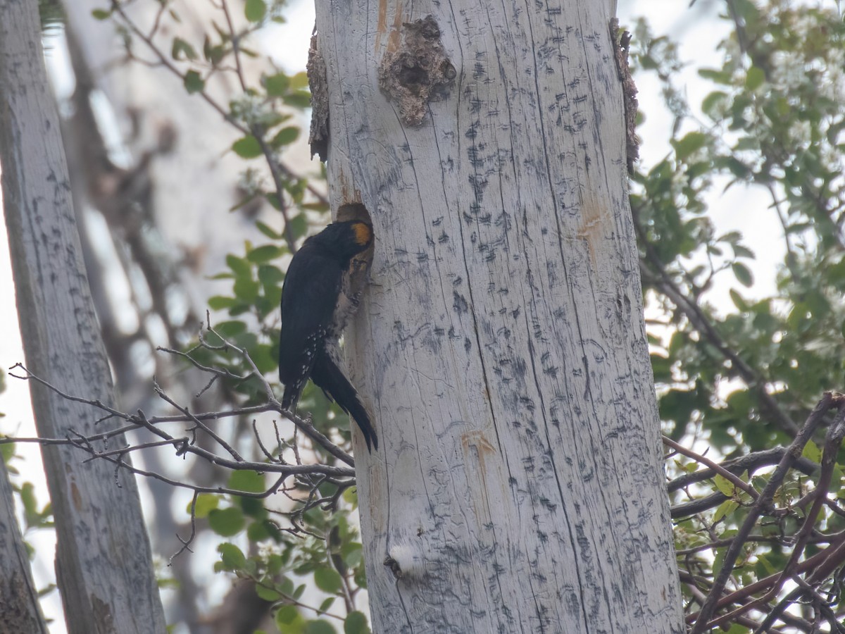 Black-backed Woodpecker - ML463315821