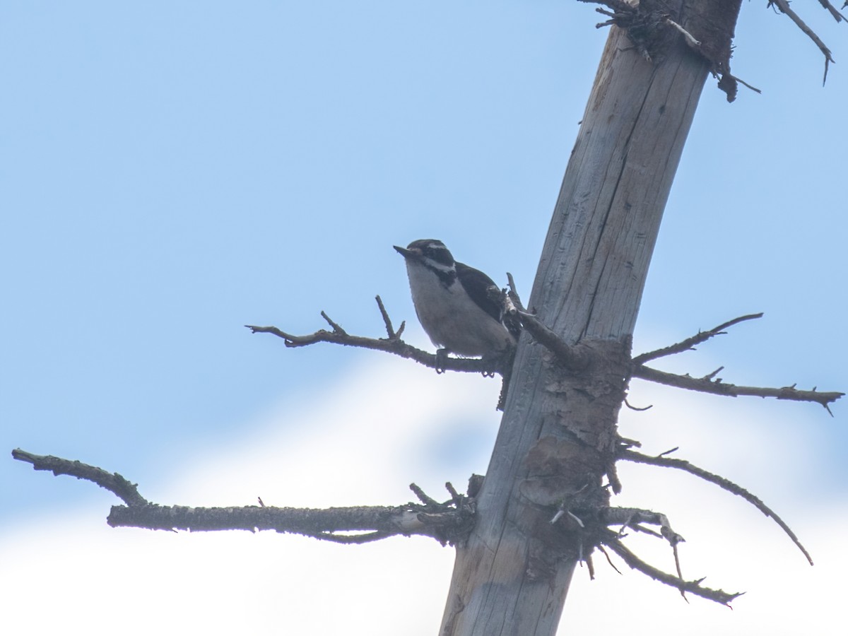 Hairy Woodpecker - Bruce Aird