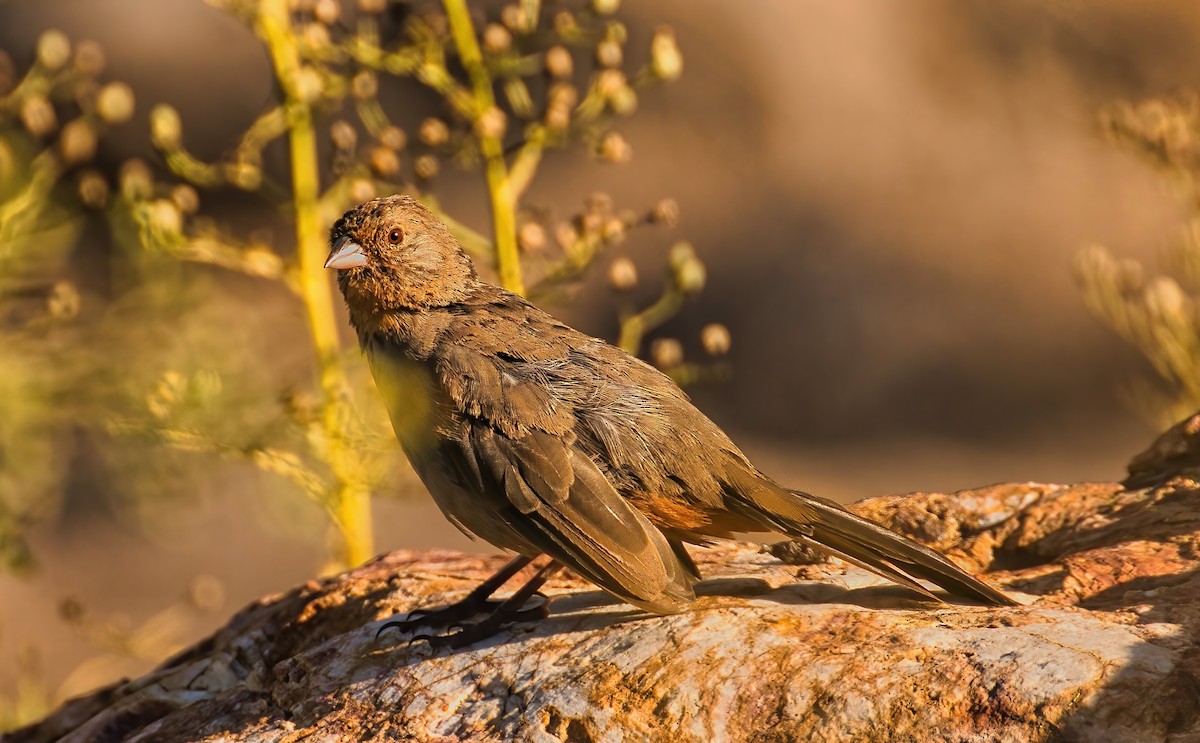 California Towhee - ML463316891